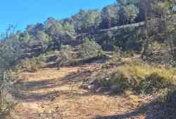 Finalizan las actuaciones de mejora y mantenimiento forestal de la Empedrola