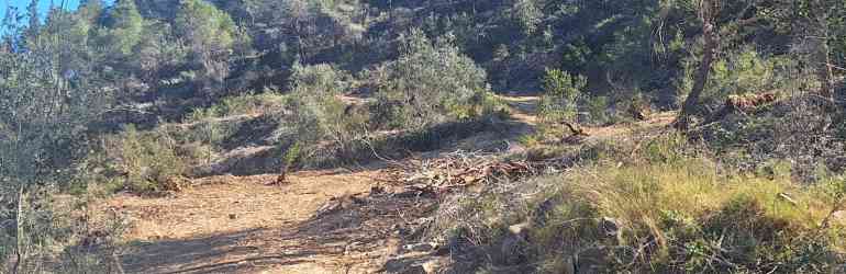 Finalizan las actuaciones de mejora y mantenimiento forestal de la Empedrola